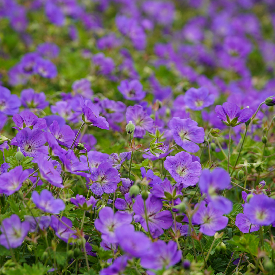 6x Geranium 'Azure Rush' - ↕10-25cm - Ø9cm