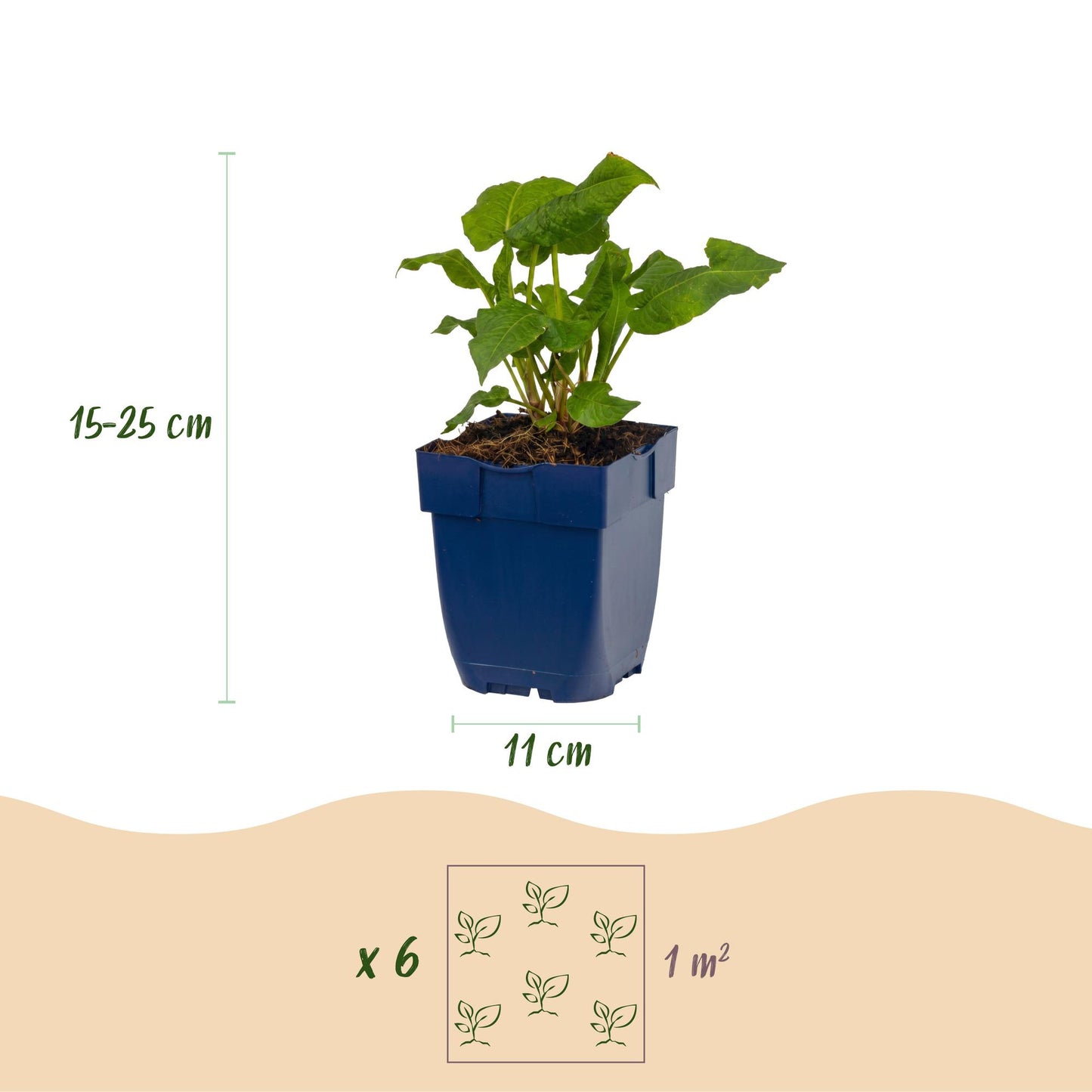 Vasteplant - Persicaria ampl. Alba - Duizendknoop - Schaduw - Wit - 1 Plant - Pot 11cm - Hoogte 15-25cm