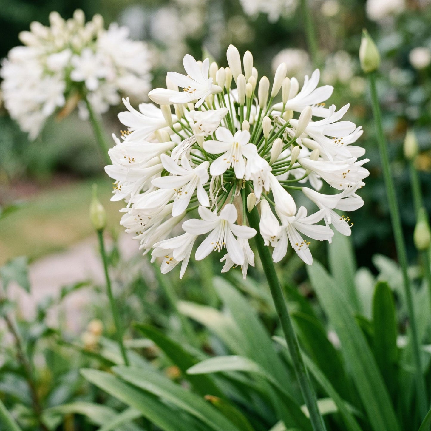 Green boutiQ - Plante vivace - Agapanthus africanus Albus - Lys africain - Attracteurs d'abeilles et de papillons - Blanc - 12 Plantes - Pot 11cm - Hauteur 15-25cm