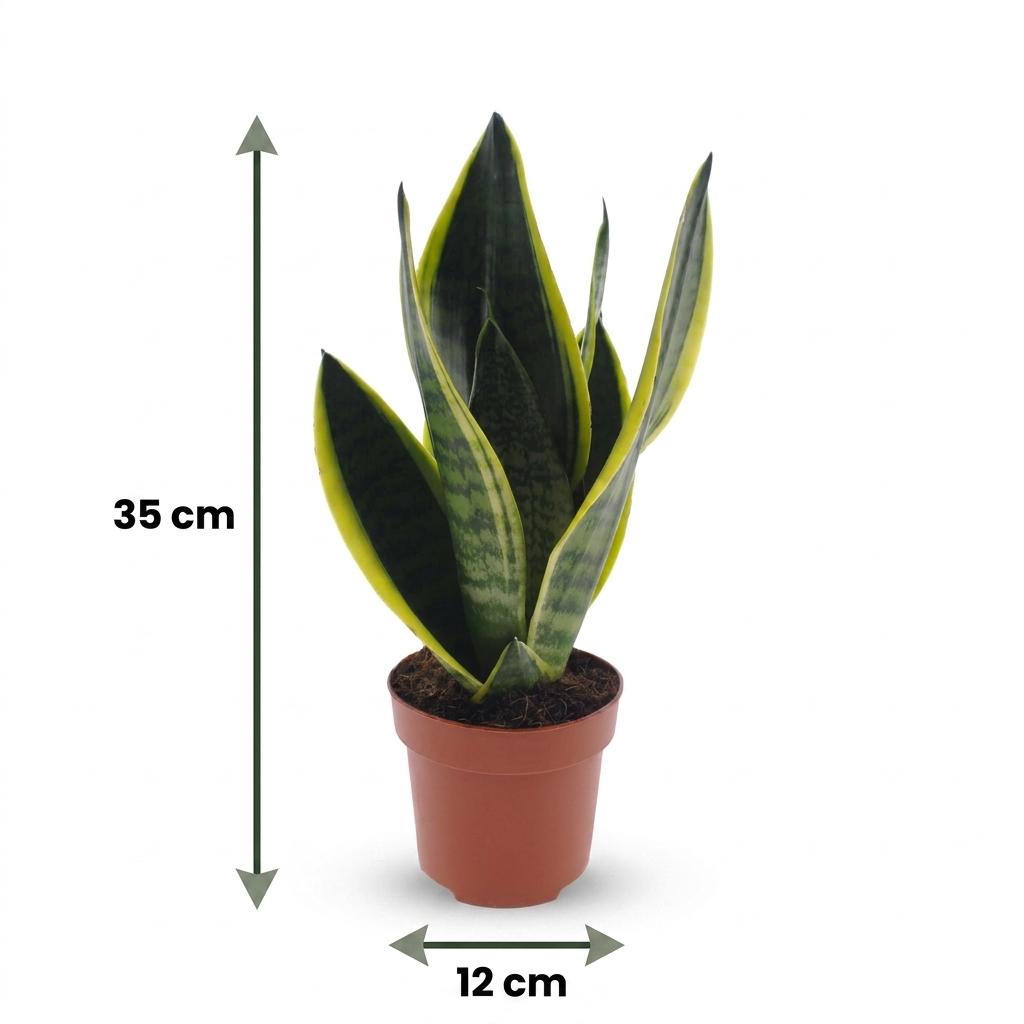 Sansevieria Future Superb - Lingua di Suocera - 2 Piante - Vaso 12cm - Altezza - 35cm