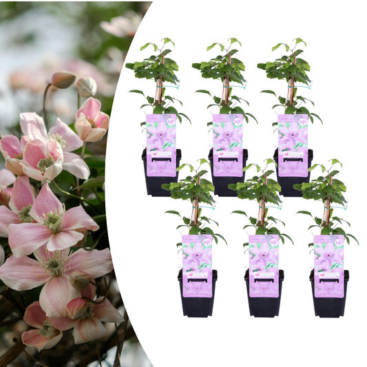 6x Clematis 'Hagley Hybrid' – vaso P9 – bellissima pianta rampicante a fioritura rosa