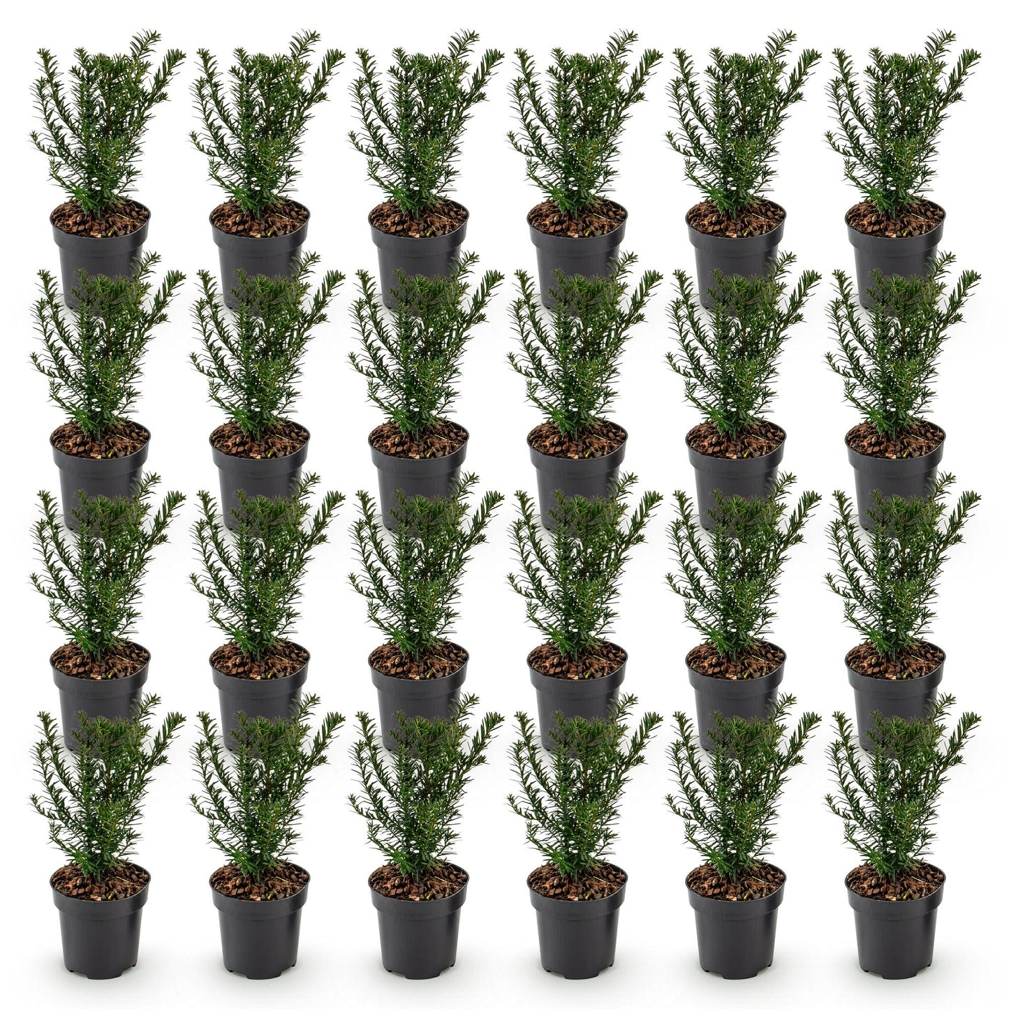 Green boutiQ - 24x Taxus baccata - Yew - Hedge Plants - Evergreen - Green - 9cm Pot - 20-30cm Height