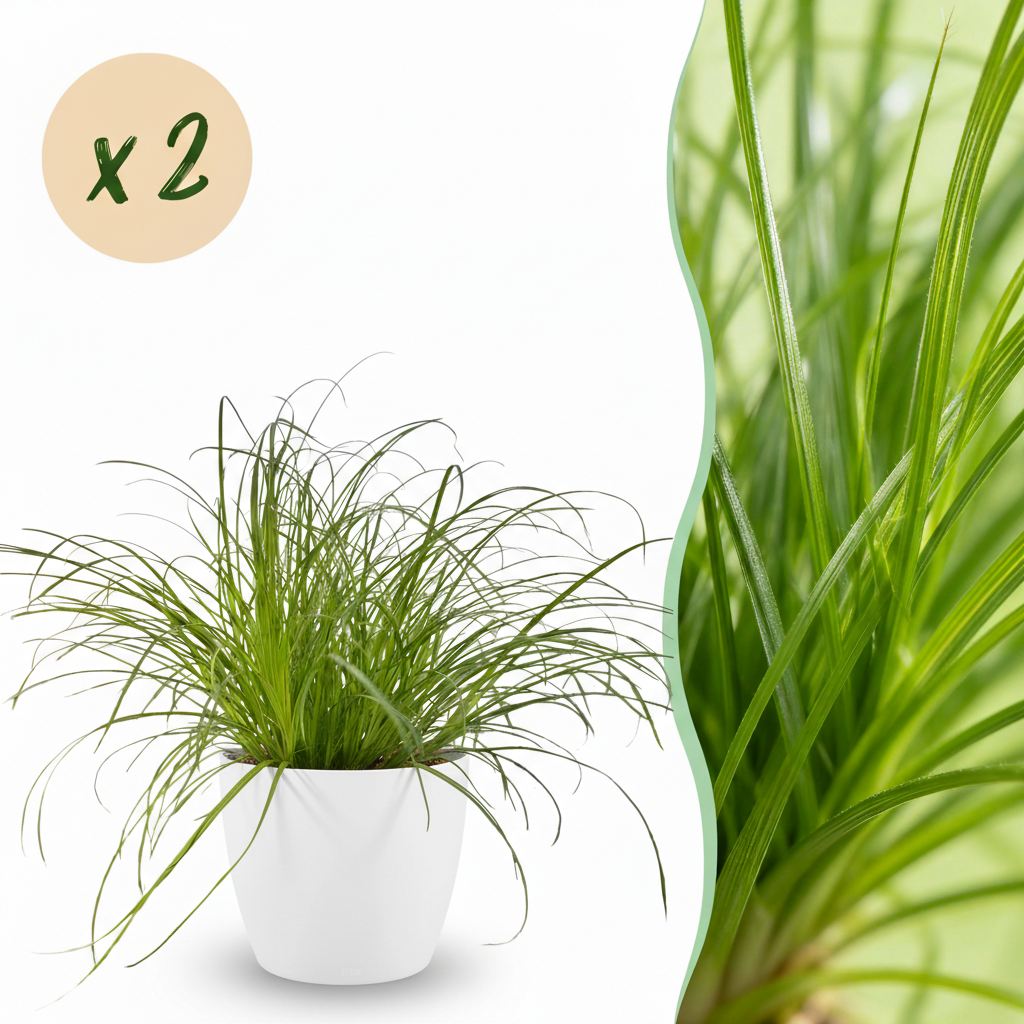 Houseplant - Cyperus alternifolius Zumula - Cat Grass - Pet-Friendly Plant - Green - 2 Plants - with White Pot - Pot 12cm - Height 20cm
