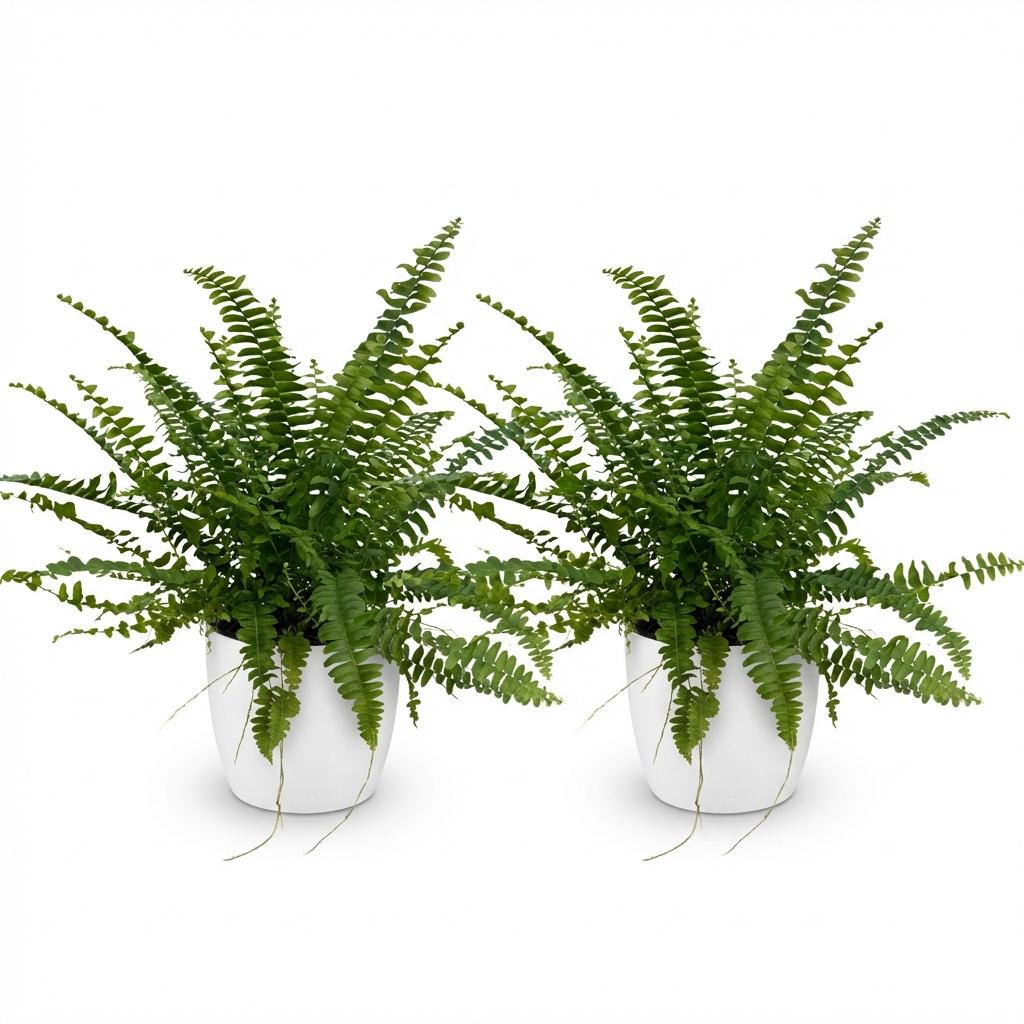Houseplant - Nephrolepis exaltata Green Lady - Fern - Pet-Friendly Plant - Green - 2 Plants - with White Pot - Pot 12cm - Height 25cm
