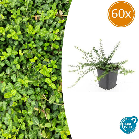 60x Forte di evonimo. 'Minimus' - ↕10-25cm - Ø9cm