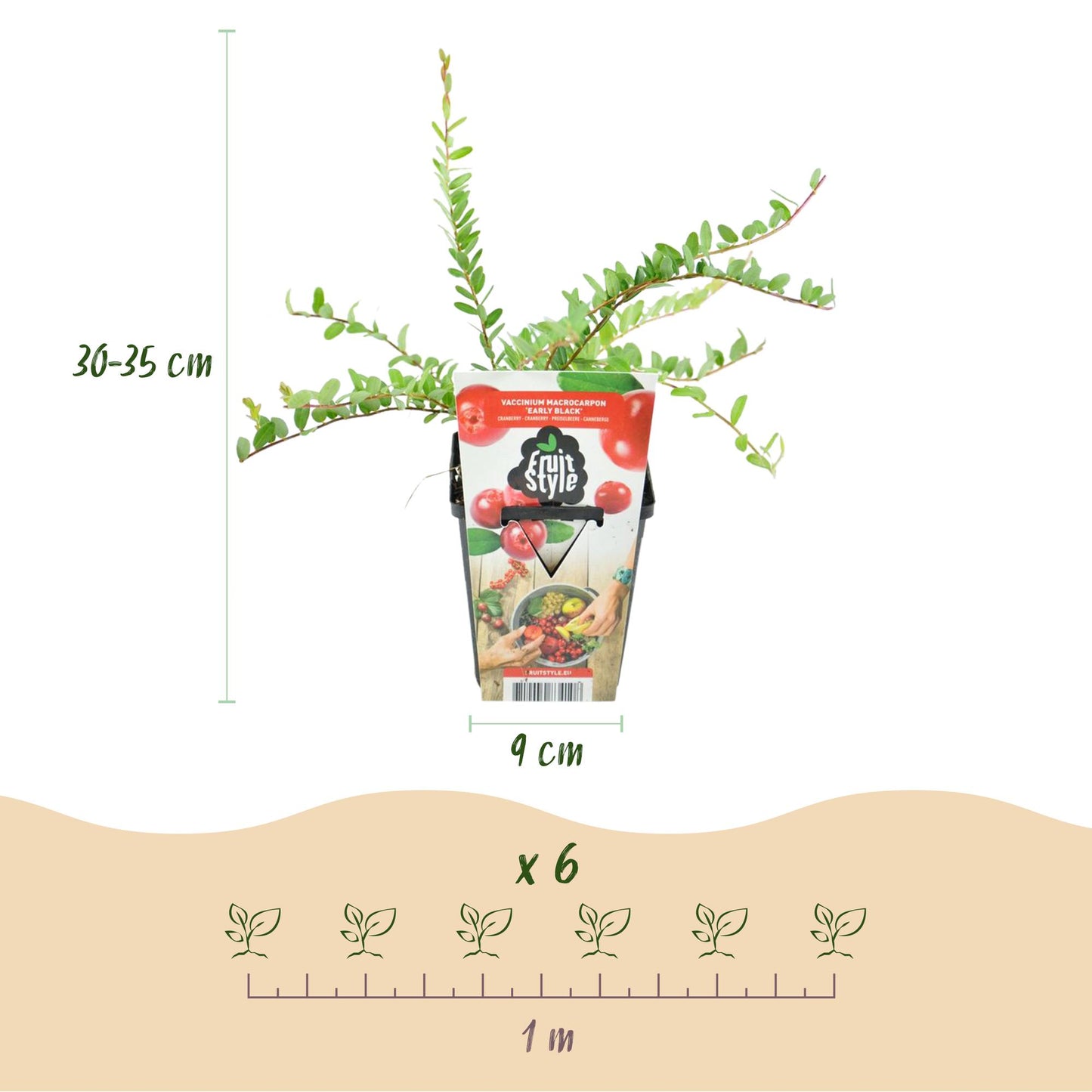 Green boutiQ - Fruit Plants - Blueberry - Vaccinium macrophylla Early Black - Winter Hardy - 3 Plants - 9 cm Pot - Dark Red Berry