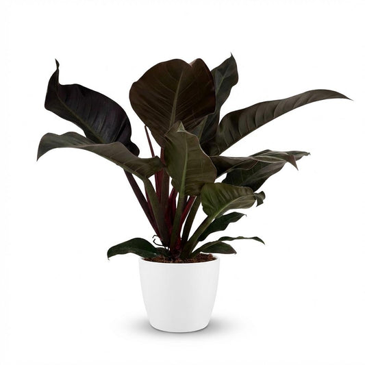 Green boutiQ - Indoor Plant - Philodendron - Philodendron Imperial Red - Red - Low Maintenance - 1 Plant - with Potter White - Pot 19cm - Height 60cm