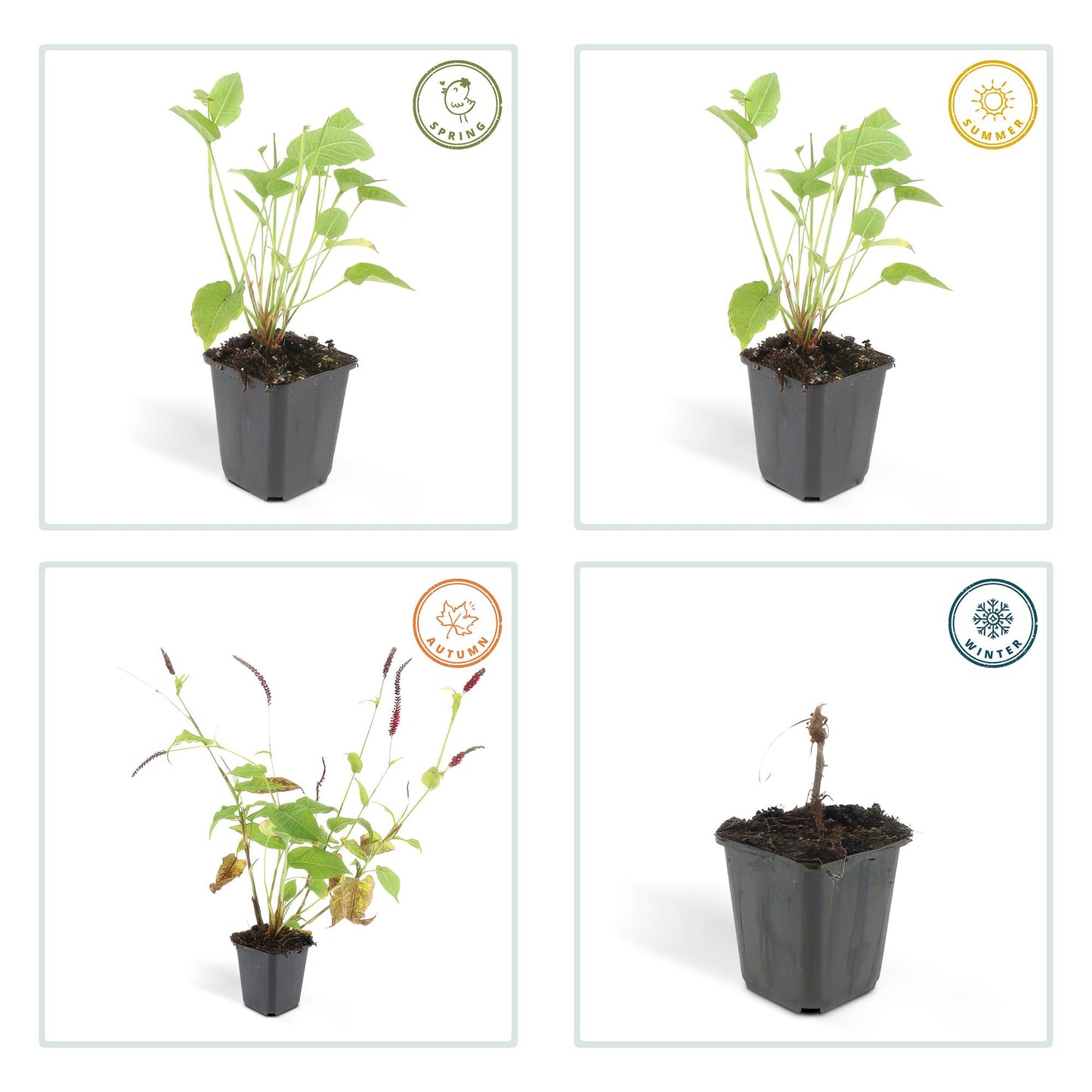60x Persicaria amplexicaulis - ↕10-25cm - Ø9cm