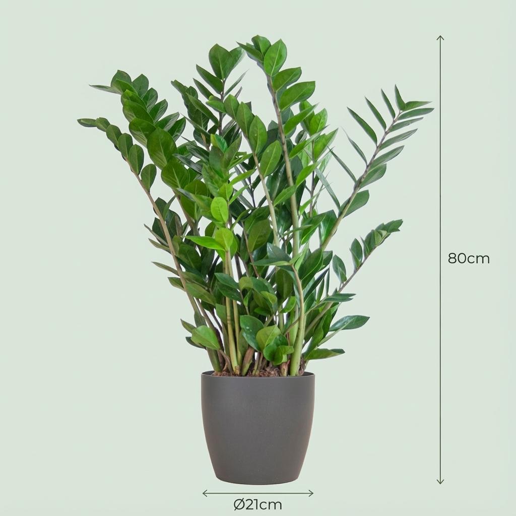 Zamioculcas Zamiifolia with Potter gray - 80cm- Ø21