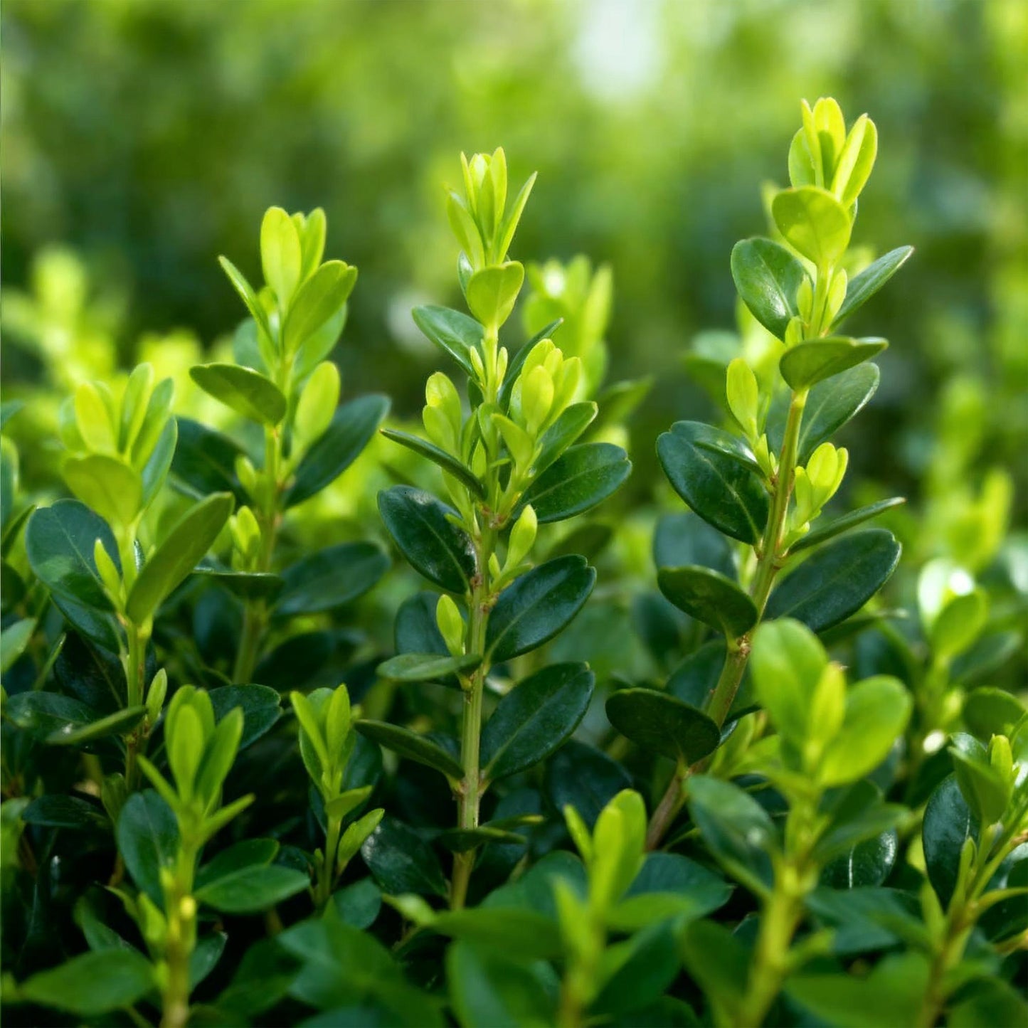 Green boutiQ - Buxus Hedge - BetterBuxus Babylon Beauty - Resistant to Buxus blight - 4 plants - 1 linear meter - pot 19cm height 50-55