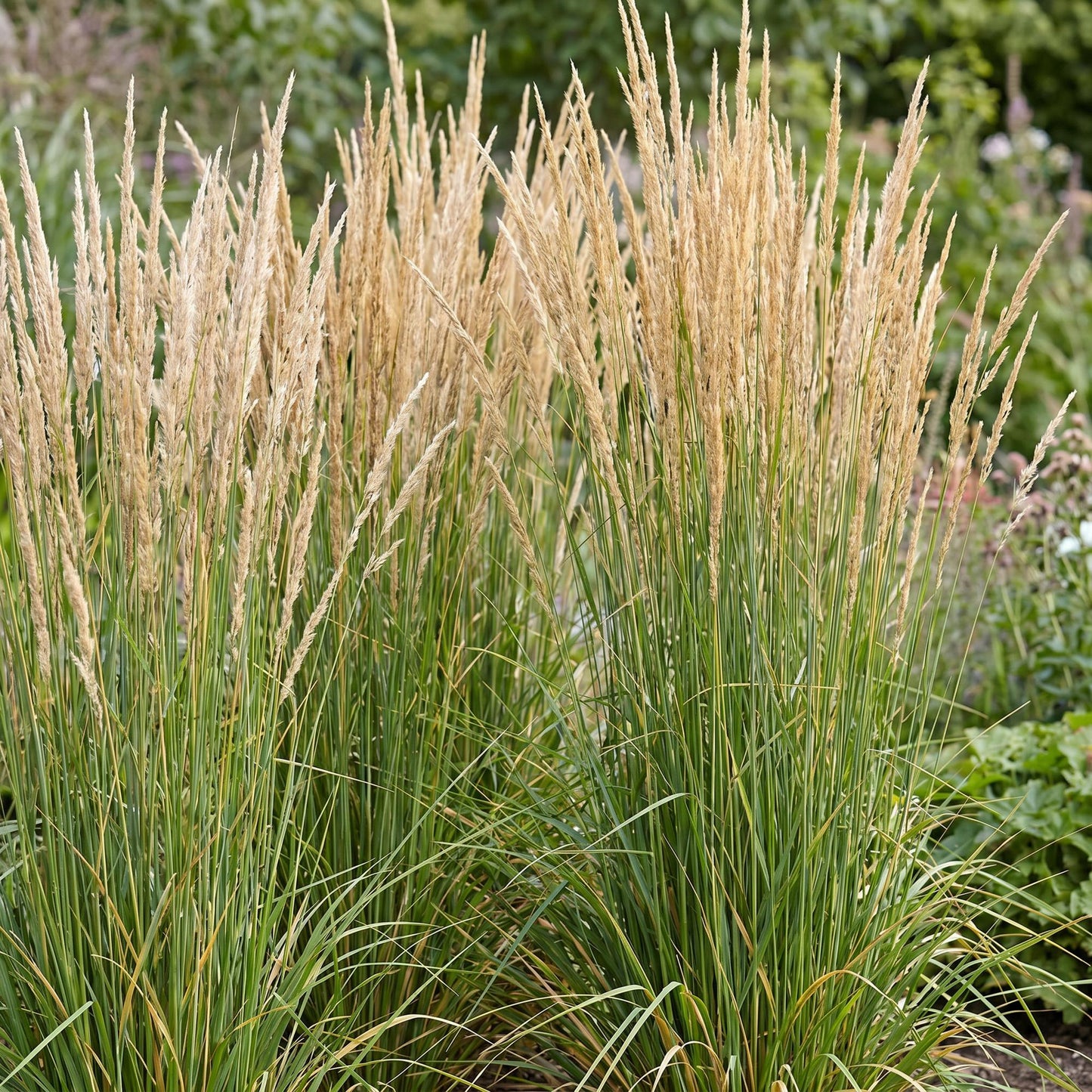 Grassen - Calamagrostis Karl Foerster - Struisriet - Met Pluim - Groen - 6 Planten - Pot 11cm - Hoogte 15-25cm