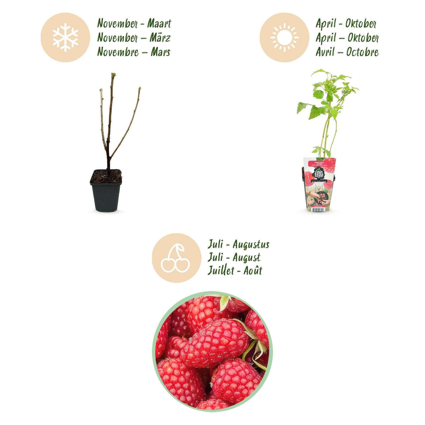 Green boutiQ - Fruit Plants - Raspberry - Rubus idaeus Heritage - Winter Hardy - 3 Plants - 9 cm Pot - Red Raspberry