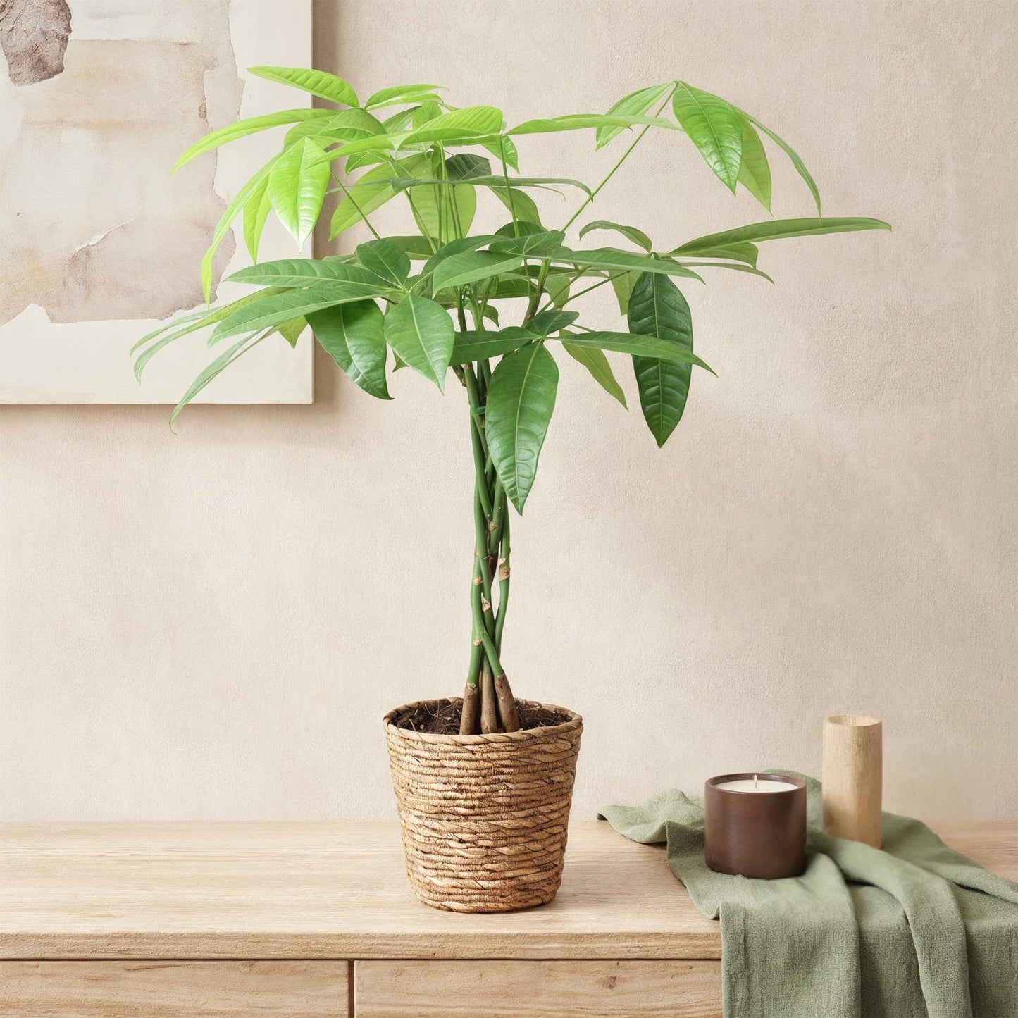Green BoutiQ - Green is... Kamerplanten - Pachira Aquatica gevlochten stam - Geldboom - Weinig onderhoud - Groen - 2 Planten - Pot 17cm - Hoogte 60-70cm