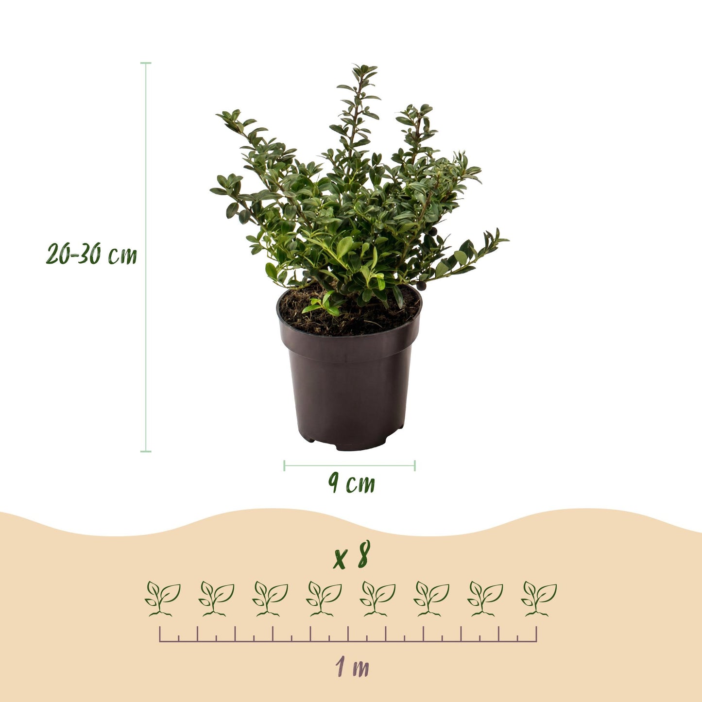 Green boutiQ - 40x Ilex crenata Stokes - Japanese Holly - Hedge Plants - Evergreen - Green - 9cm Pot - 20-30cm Height