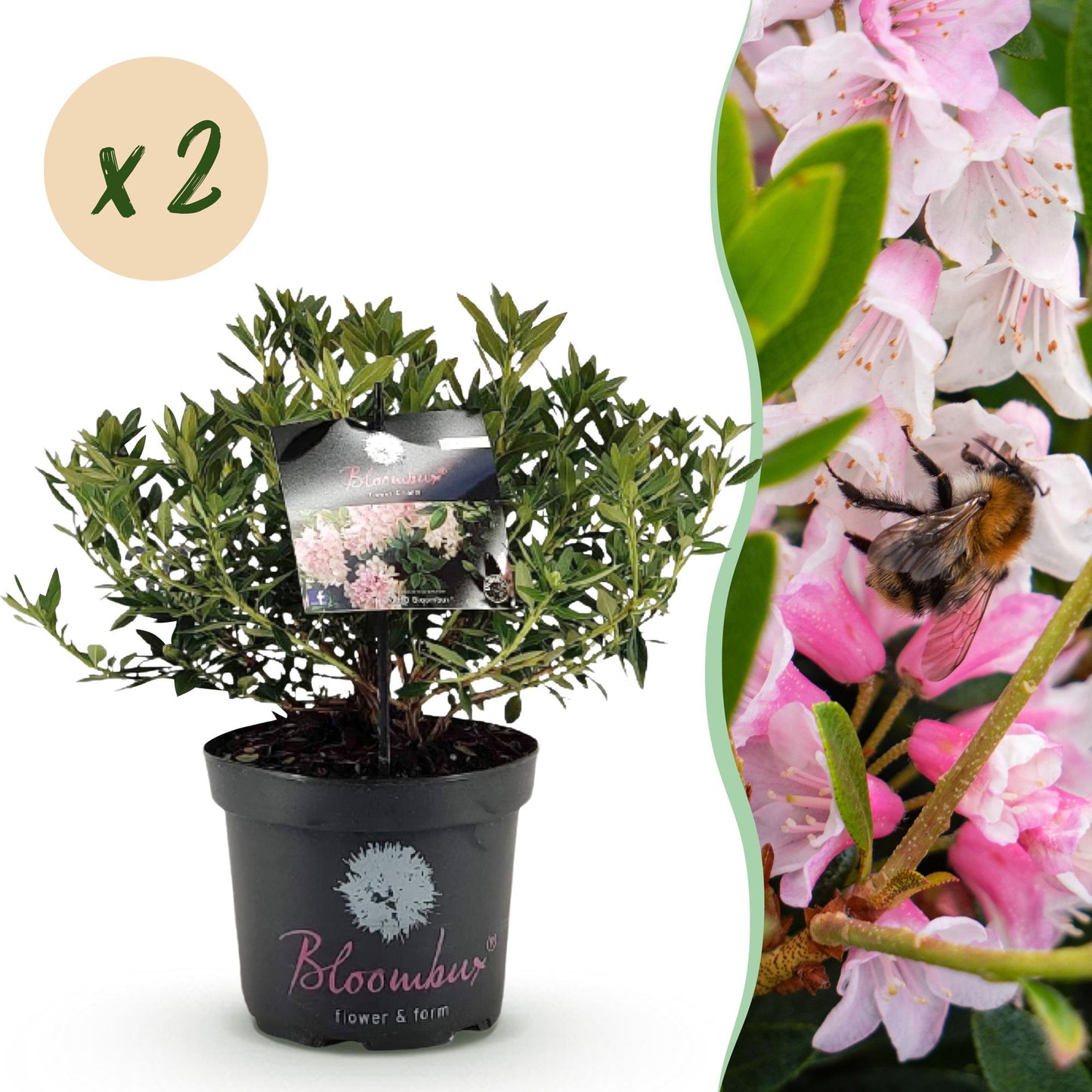 Green boutiQ - Dwerg Rhododendron - Rhododendron Bloombux Light Pink - Bloeiende Buxus - Weinig Onderhoud - Licht Roze Bloem - 2 Planten - Pot 23cm - Hoogte 45-55cm