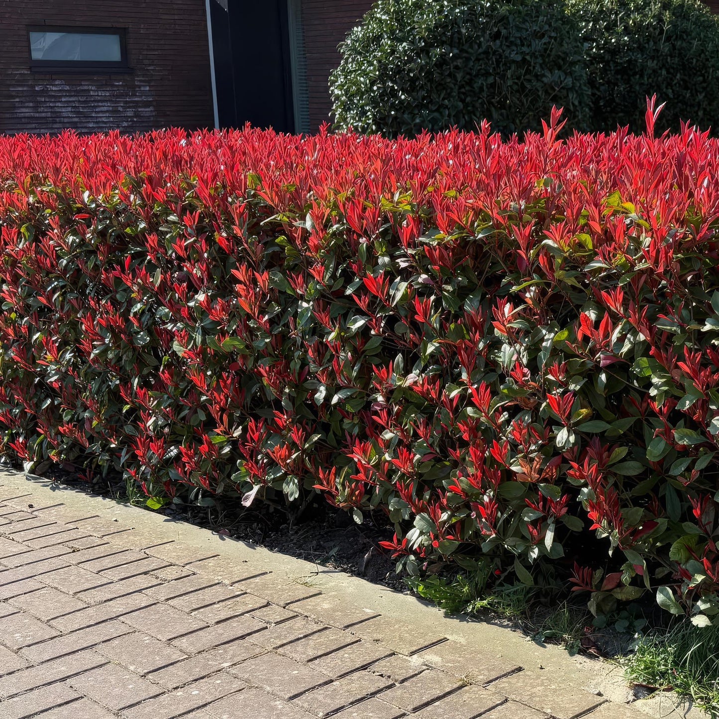GreenboutiQ - Plantes de haie - Photinia fraseri Carre Rouge - vert rouge - 6 plantes - 1 mètre linéaire - persistant - pot 17cm hauteur 55cm