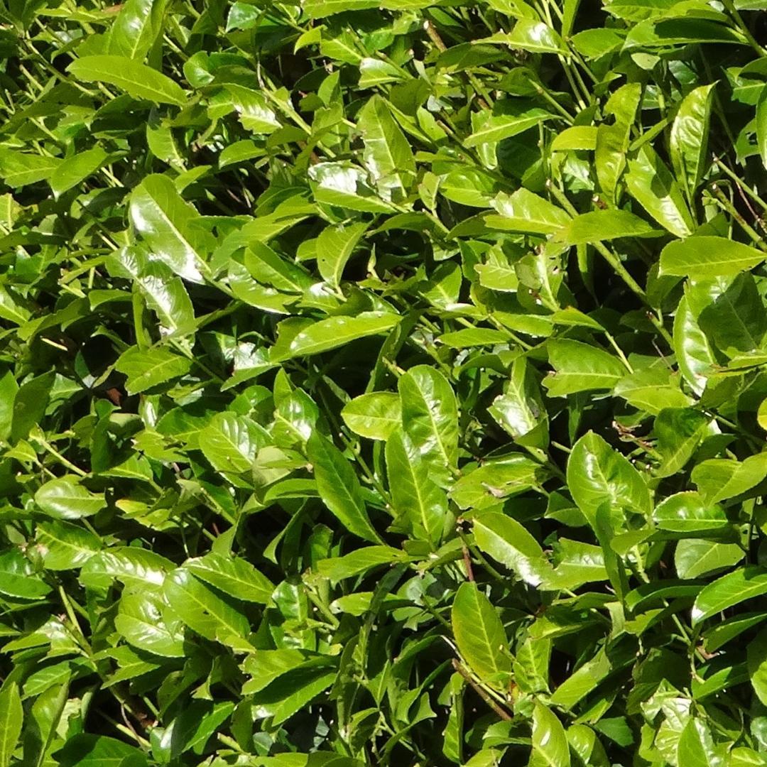 Large Cherry Laurel Plants Rotundifolia for 10 linear metres of hedge length | - 12L - 25 x | ↨ 100-125 cm