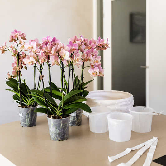 Hummingbird Orchids | White orchid set in Como dish incl. water reservoir | three white Niagara Falls orchids 12cm | Mono Bouquet white with self-sufficient water reservoir