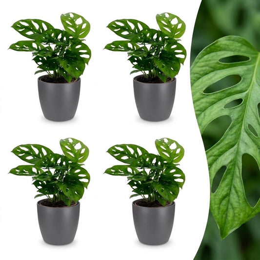 Green boutiQ - Monstera Adansonii - Monstera Adansonii - 4 Plants - with Grey Pot - Pot 12cm - Height 25cm