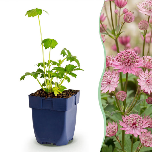 Vasteplant - Astrantia major - Sterrenkruid - Schaduw - Wit-Roze - 6 Planten - Pot 11cm - Hoogte 15-25cm