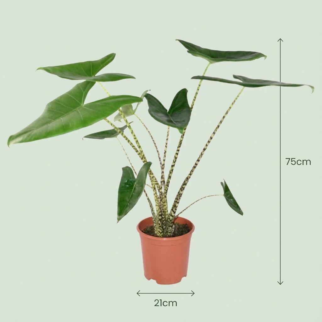 Houseplant - Elephant Ear Zebrina - Alocasia Zebrina - Green - Low maintenance - 1 Plant - with Basket - Pot 21 cm - Height 70 - 75cm