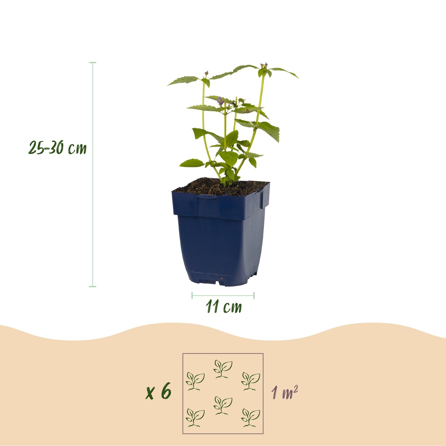 Vasteplant - Borderpakket - Geurend - Diversen - Soorten en kleuren - 12 Planten - Pot 11cm - Hoogte 15-25cm