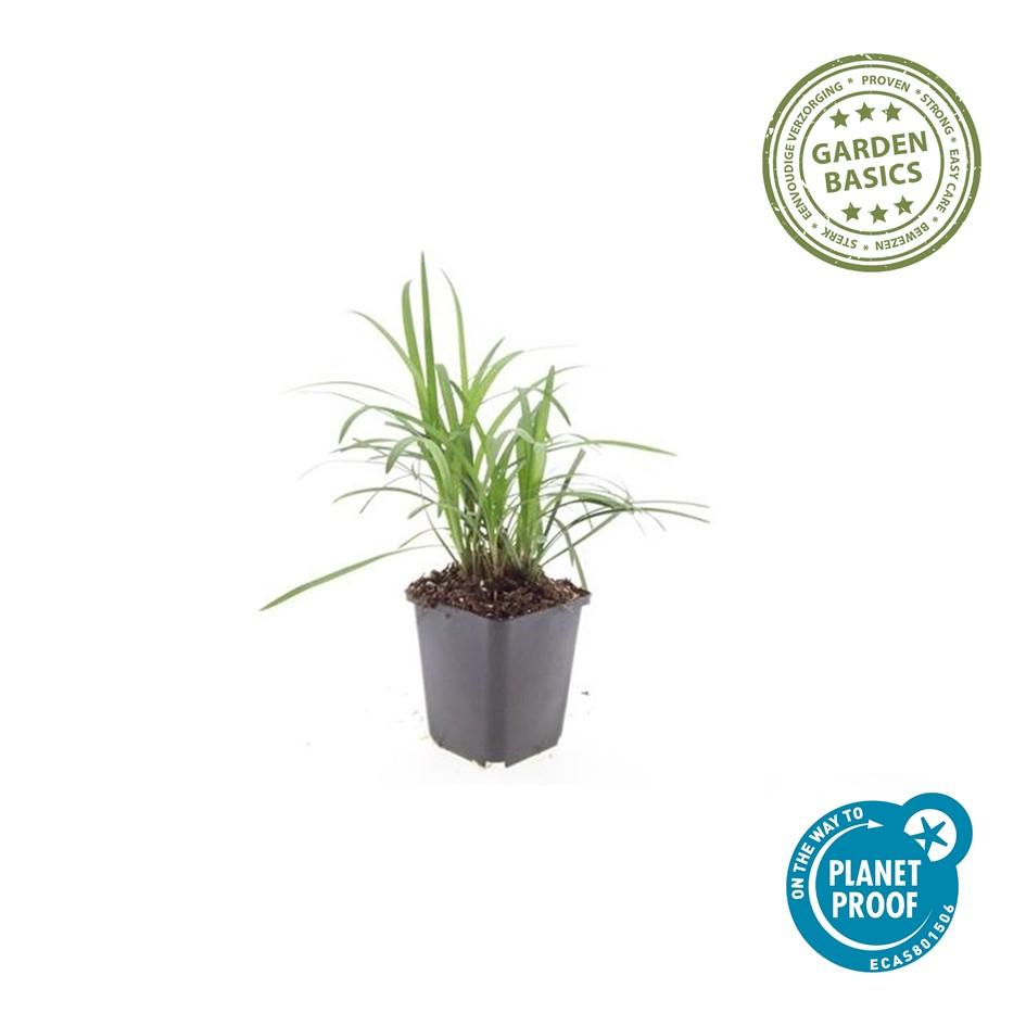 48x Liriope muscari 'Monroe White' - ↕10-25cm - Ø9cm