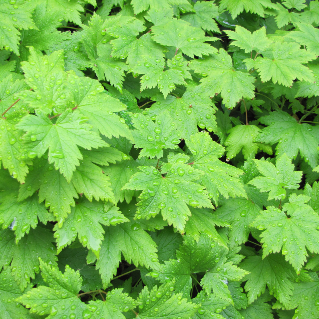 24x Foamflower - ↕10-25cm - Ø9cm
