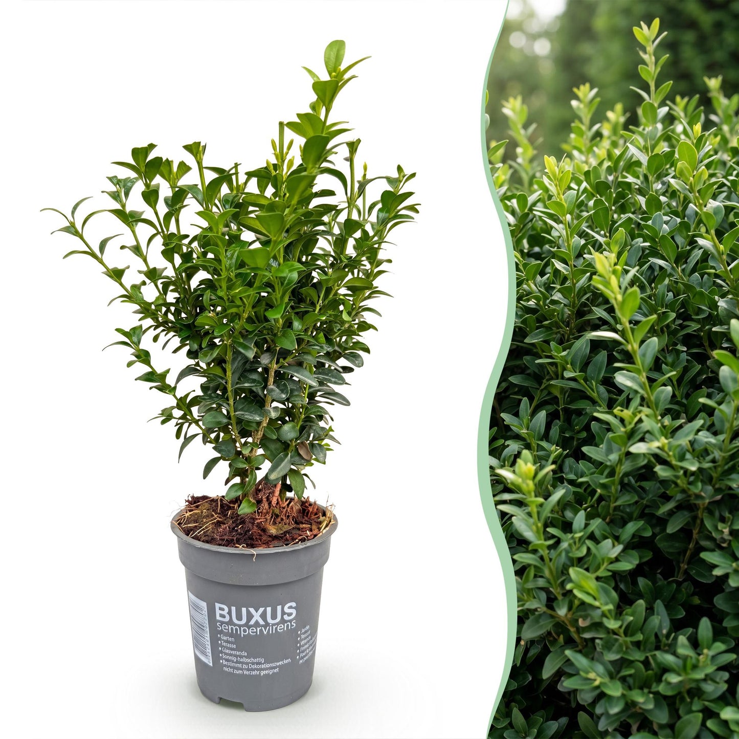 Green boutiQ - 16x Buxus sempervirens - Palm Tree - Hedge Plants - Evergreen - Green - Pot 9cm - Height 20-25cm