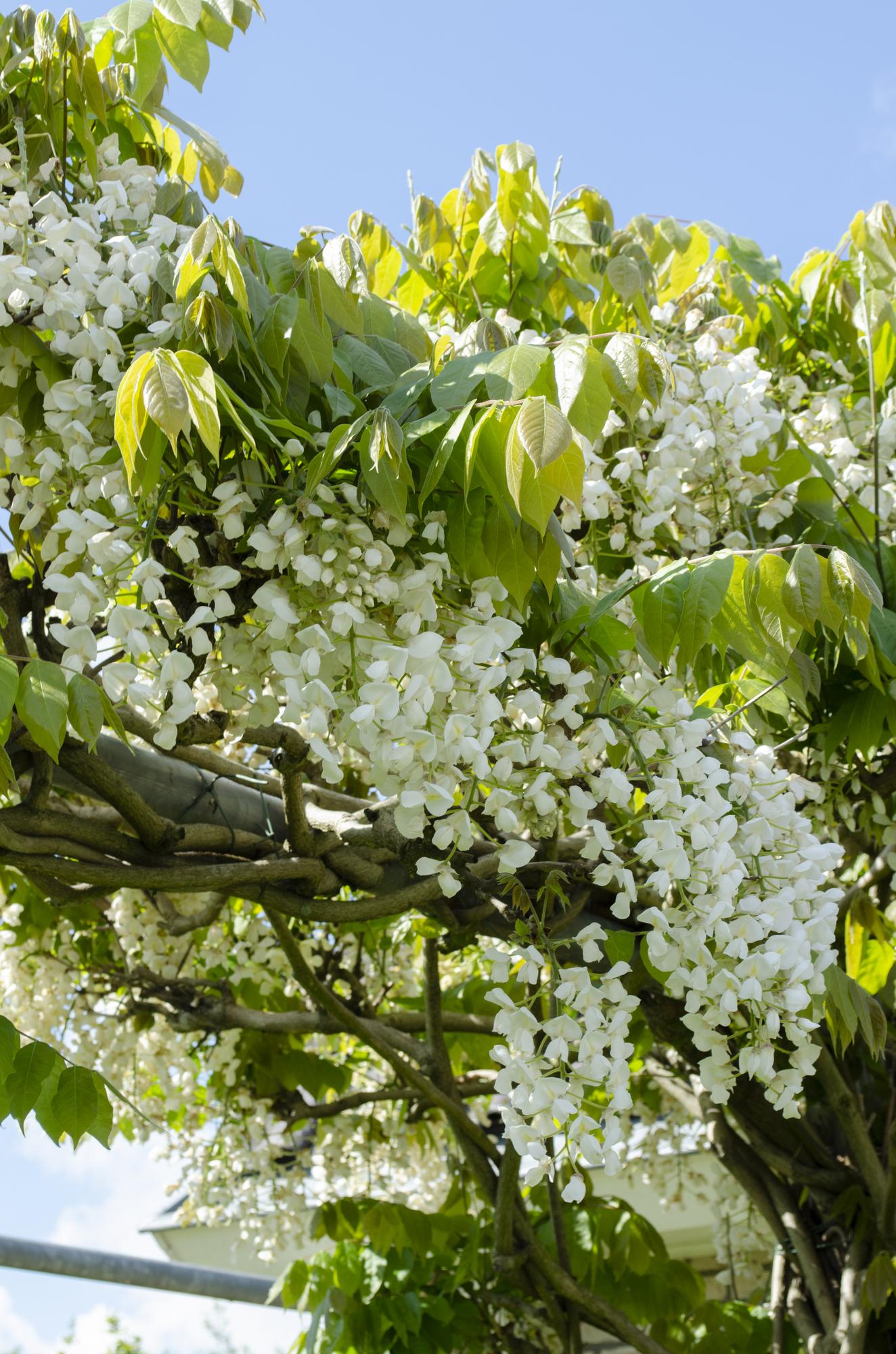 Wisteria floribunda Alba - White Wisteria - Ø15cm - ↕65cm