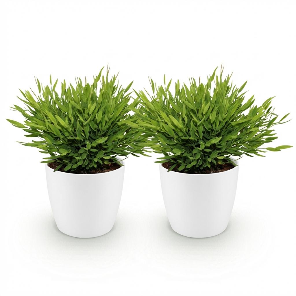 Houseplant - Bamusa Pogonatherum Monica - Bamboo Grass - Pet-Friendly Plant - Green - 2 Plants - with White Pot - Pot 12cm - Height 20cm