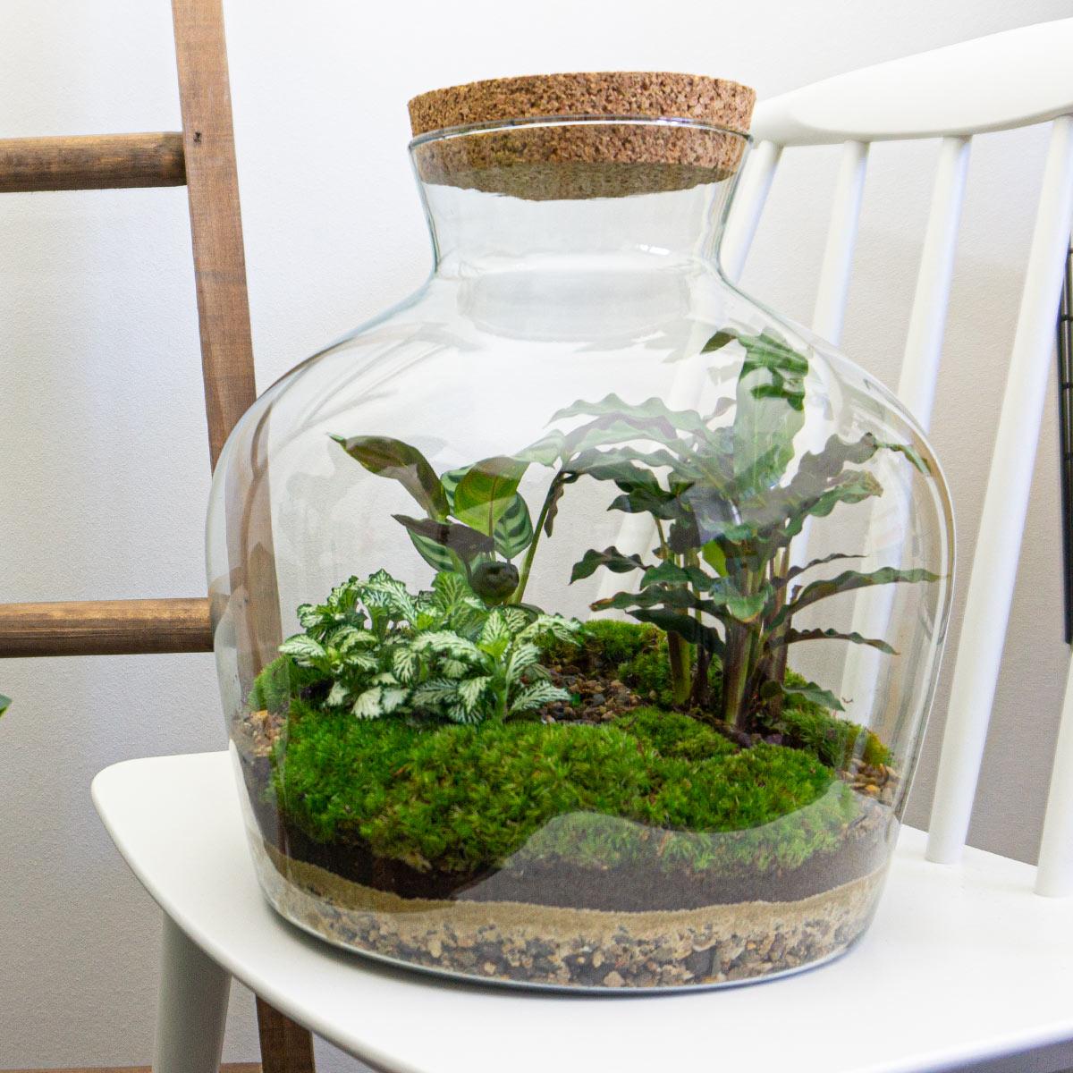 DIY Plant Terrarium with Light - Fat Joe - Ø 29 cm ↑ 30 cm - Rake + Shovel + Tweezer + Scissors