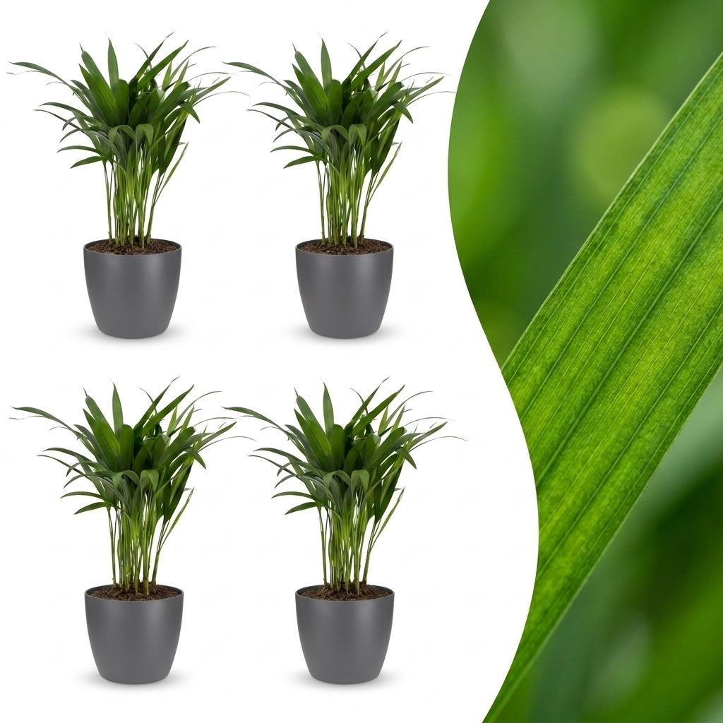 Green boutiQ - Areca Lutescens - Areca Palm - 4 Plants - with Potter Grijs - Pot 12cm - Height - 45cm
