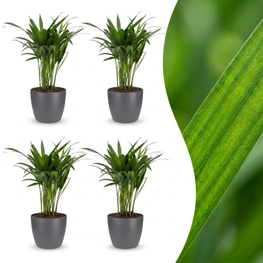 Green boutiQ - Areca Lutescens - Areca Palm - 4 Plants - with Potter Grijs - Pot 12cm - Height - 45cm