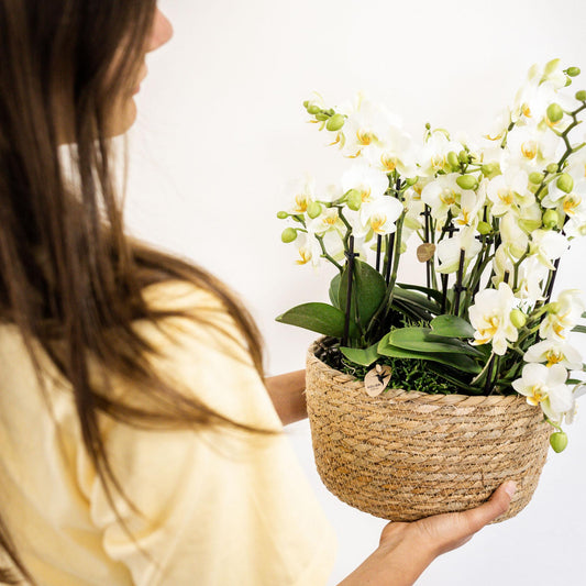 Orchidee colibrì | Orchidea Phalaenopsis bianca - Losanna - dimensioni vaso Ø12cm | pianta d'appartamento in fiore - fresca dal coltivatore