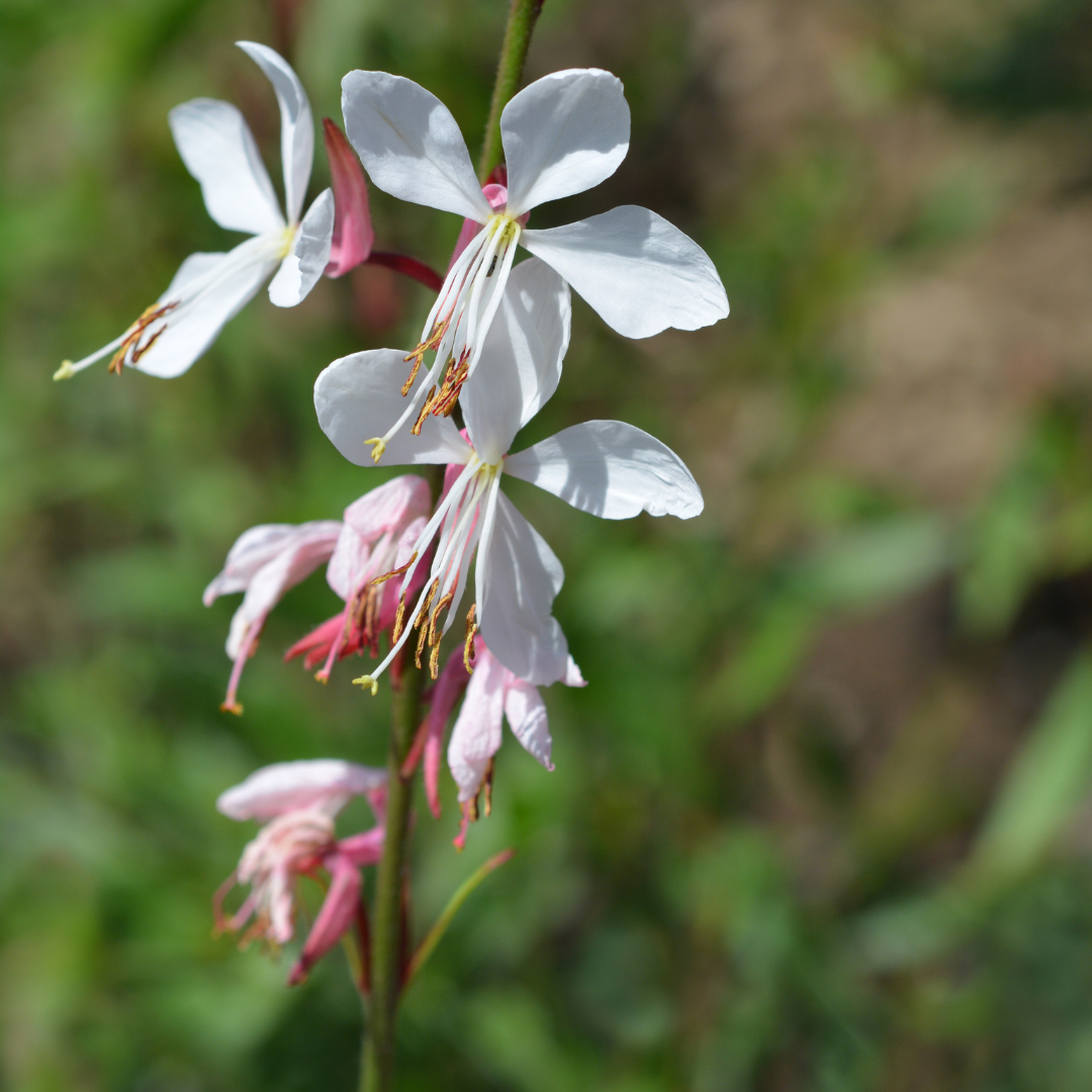 60x Gaura lindheimeri - ↕10-25cm - Ø9cm