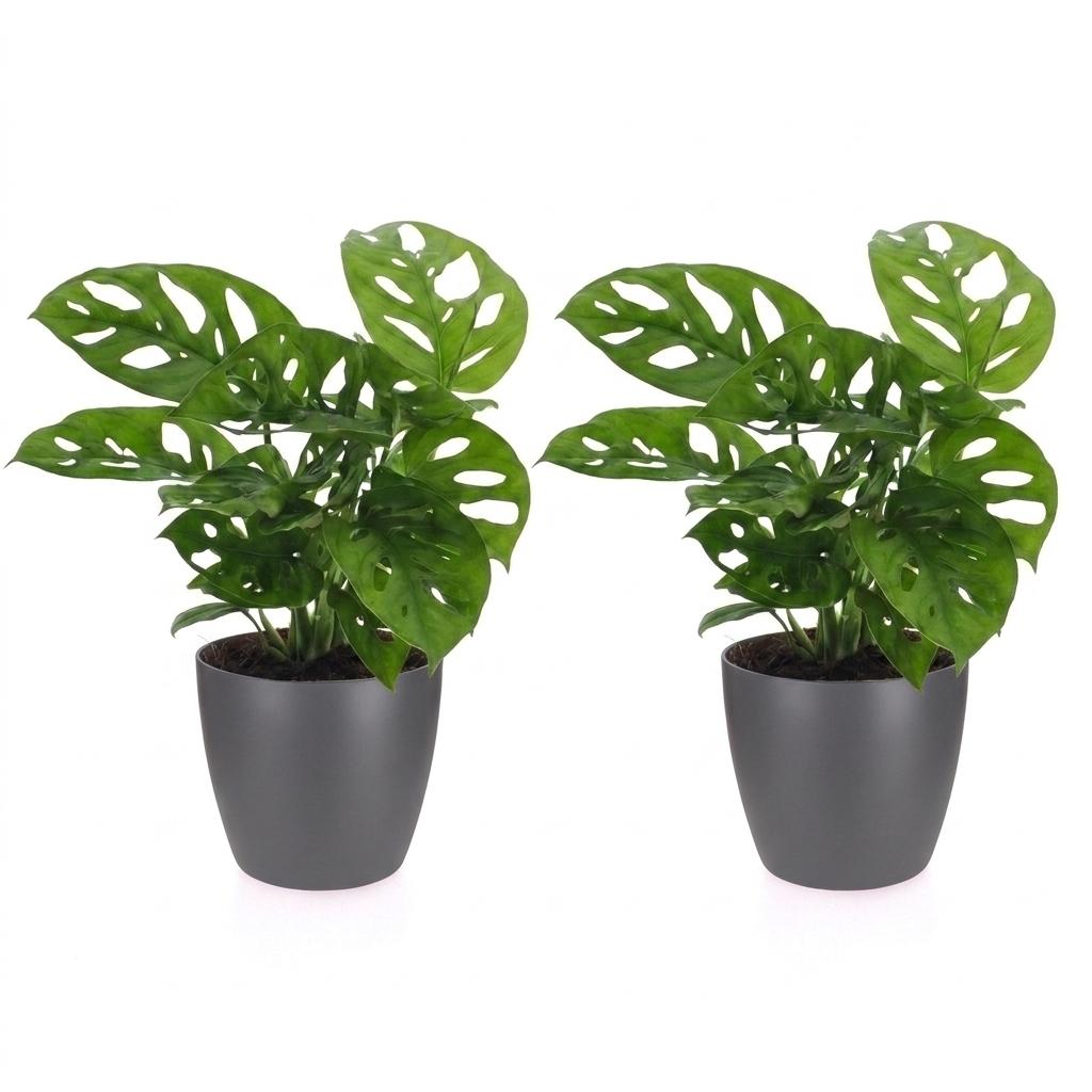 Monstera Adansonii - Rhaphidophora Tetrasperma - 2 Plants - with Grey Pot - Pot 12cm - Height 25cm