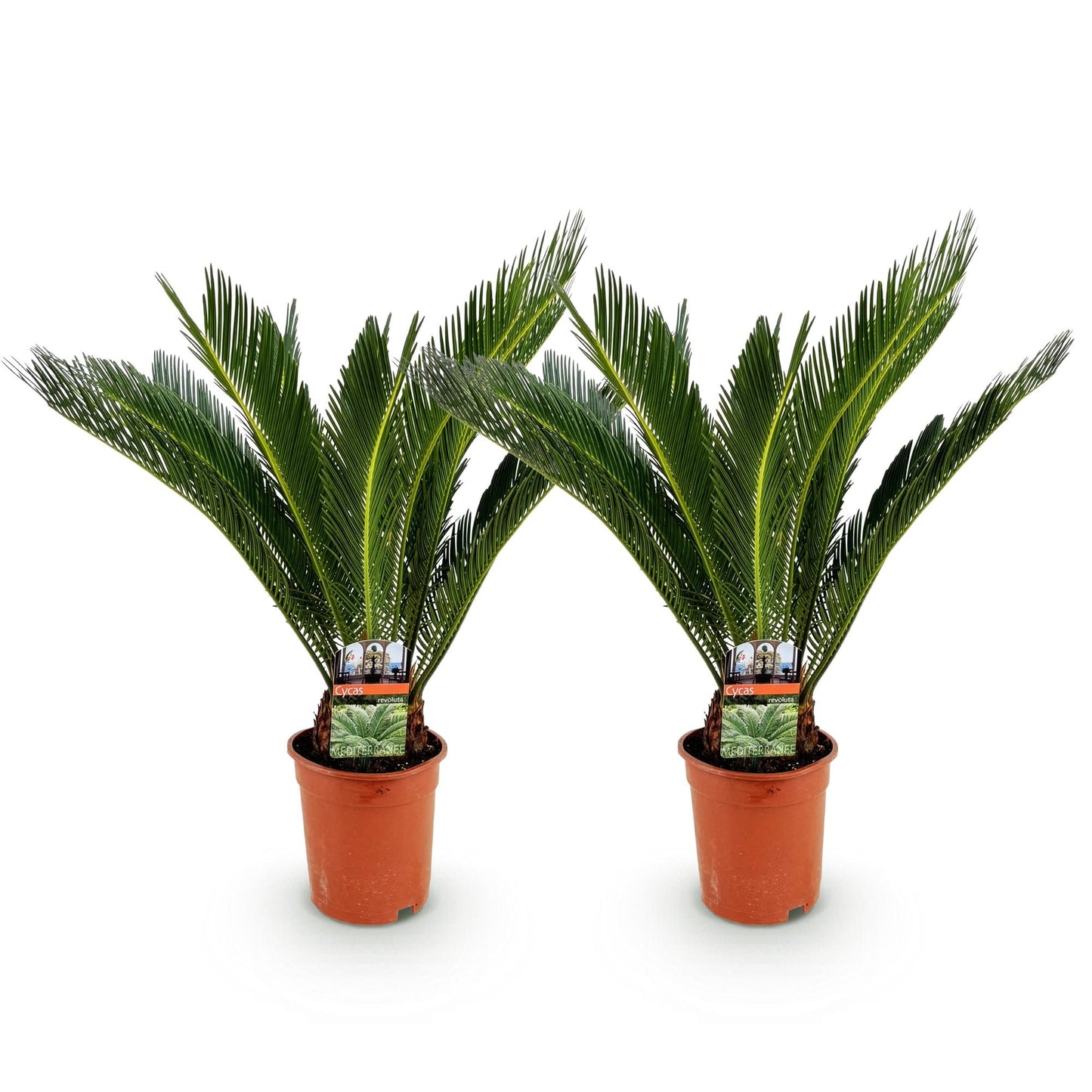 Houseplant - Cycas revoluta - Sago Palm - Low maintenance - Green - 2 - Pot 17cm - Height 55-65cm