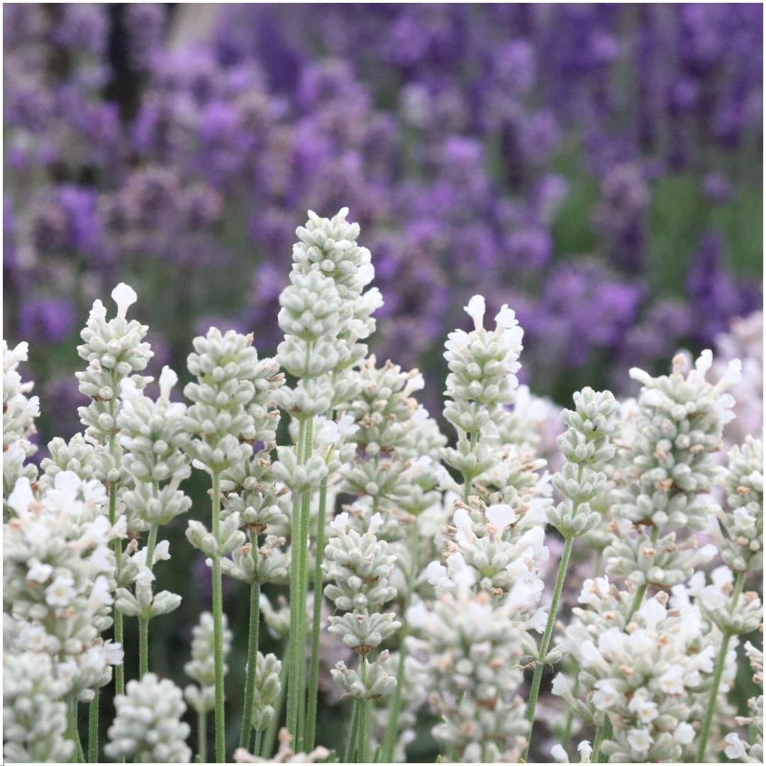 Confezione da 12 x 6 Lavanda angustifolia bianca - 72 x Ø7 cm - ↕15 cm 