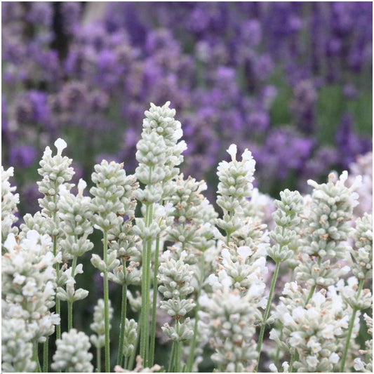 Confezione da 12 x 6 Lavanda angustifolia bianca - 72 x Ø7 cm - ↕15 cm 