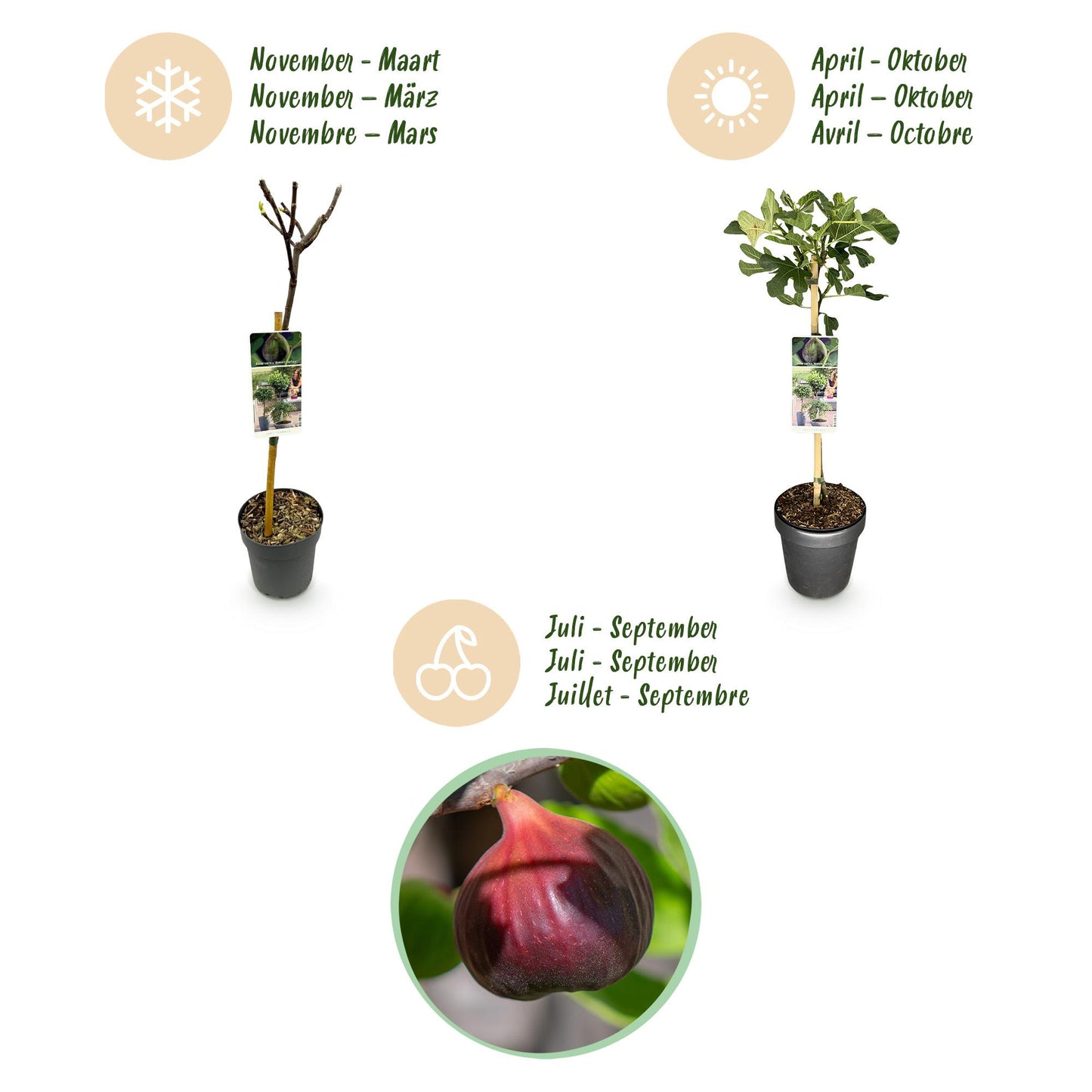 Green boutiQ - Plant op Stam - Ficus carica Brown Turkey - Terras Plant - Bladverliezend - Winterhard - Groene Vrucht - Pot 19cm Hoogte 90cm