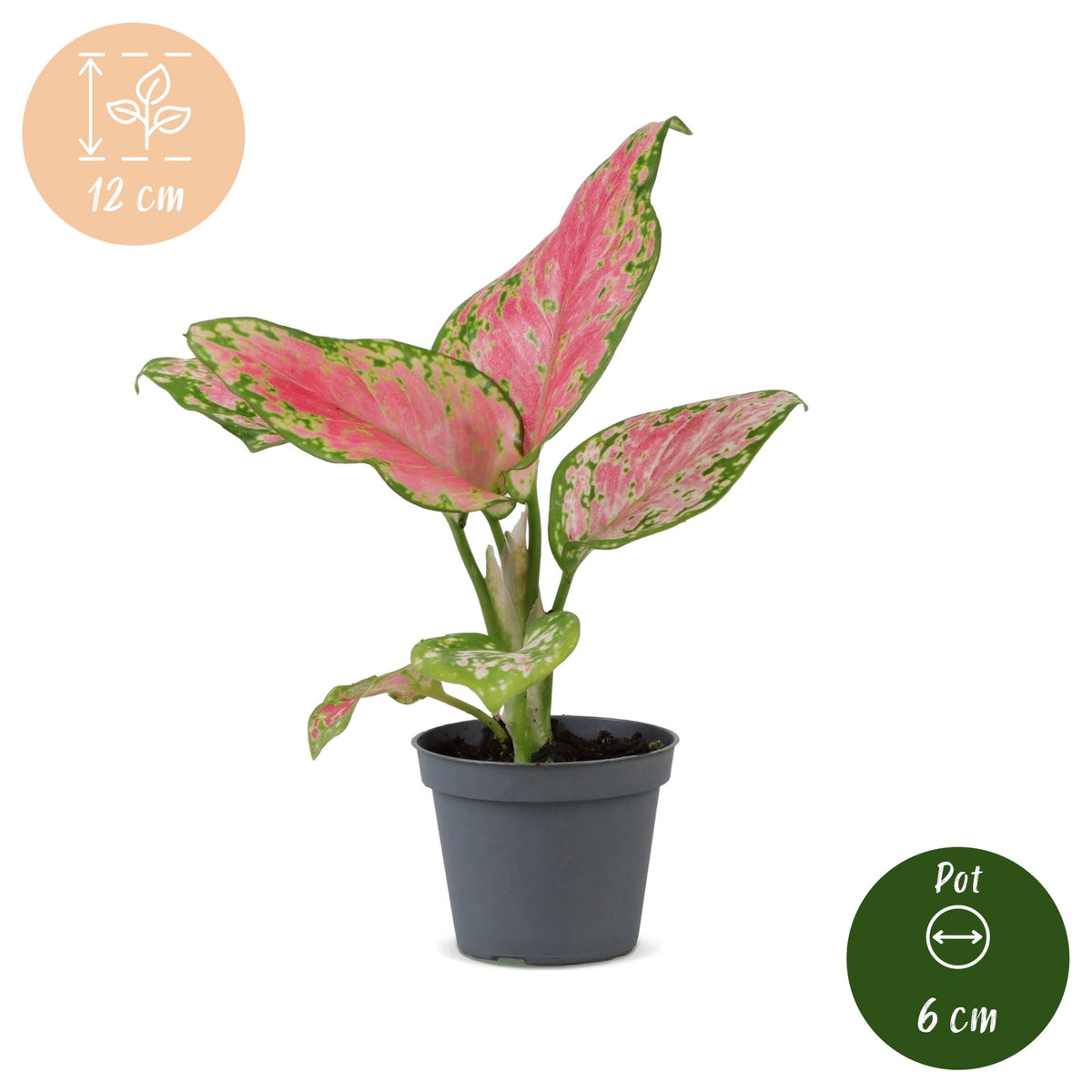 Aglaonema Red Valentine - Chinees groen - Roze - Tropisch - Ø6cm - ↕12cm