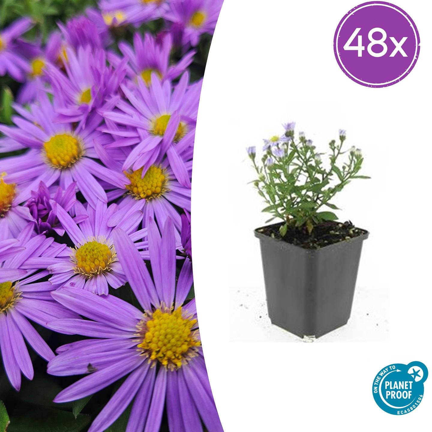48x Aster (D) 'Prof. Anton Kippenberg'  - ↕10-25cm - Ø9cm