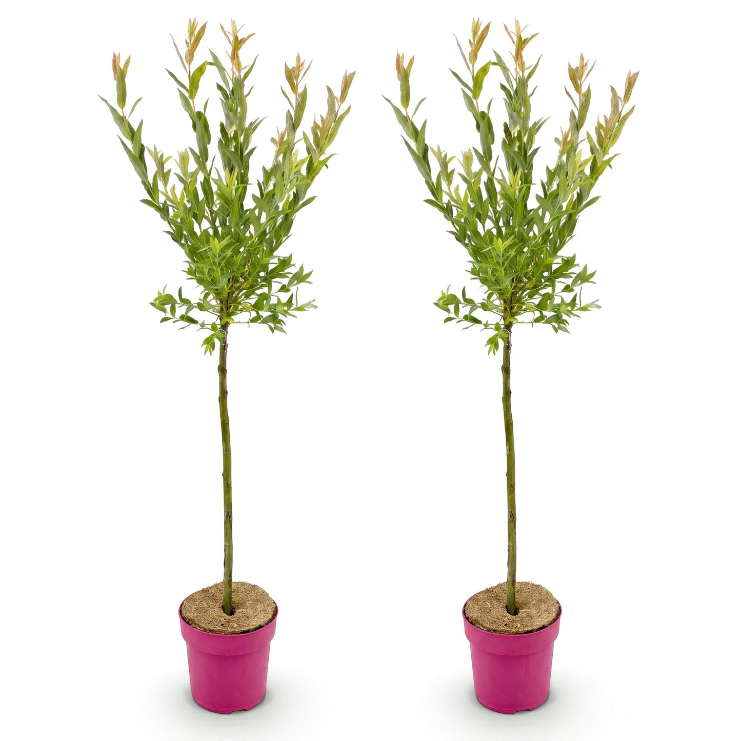 2x - Salix Flamingo - Ø19cm - ↕90-100cm