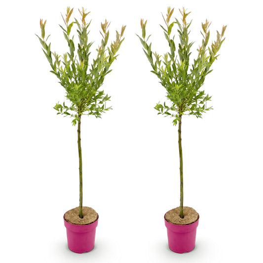 2x - Salix Flamingo - Ø19cm - ↕90-100cm