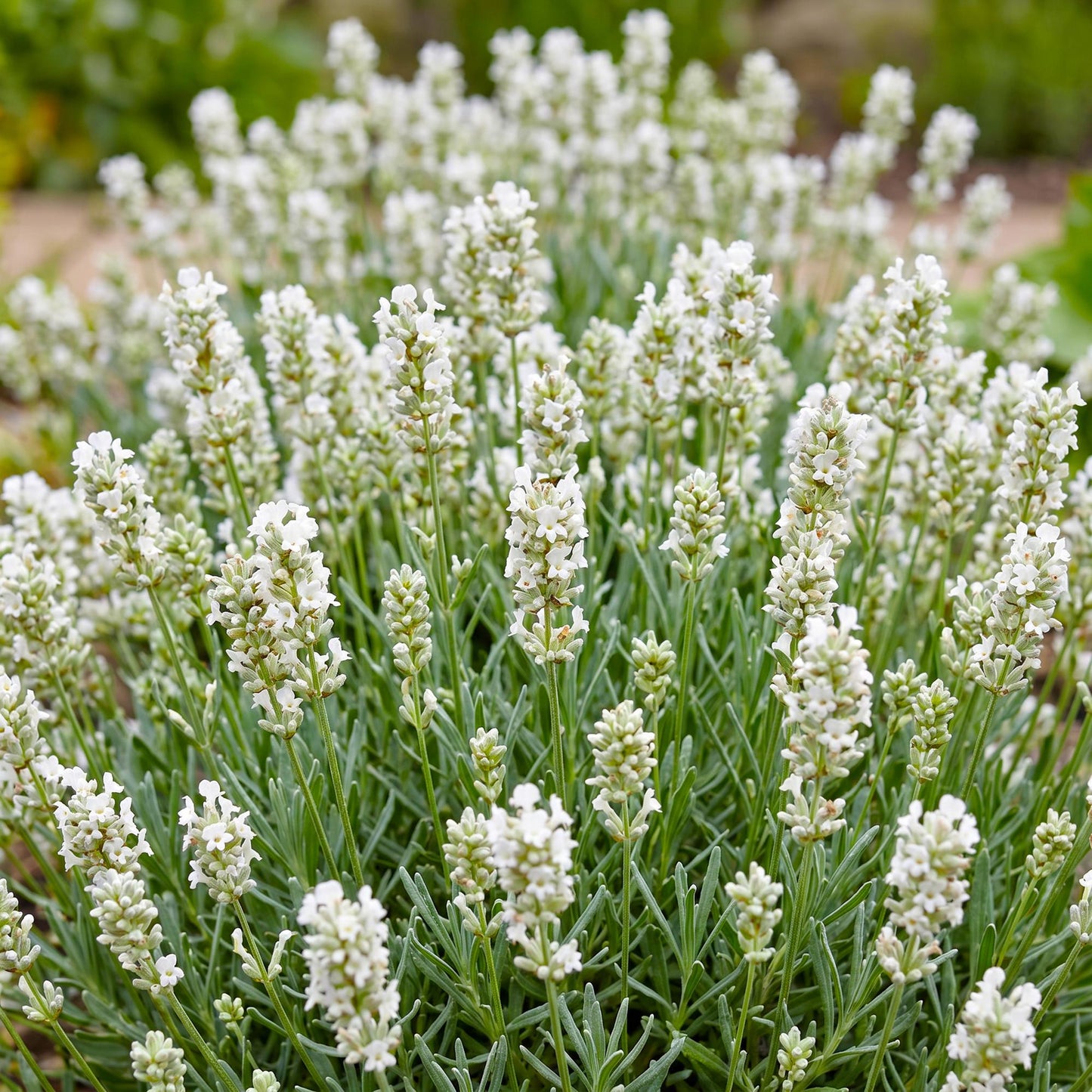 Vasteplant - Lavandula ang. Edelweiss - Lavendel - Geurend - Wit - 6 Planten - Pot 11cm - Hoogte 15-25cm