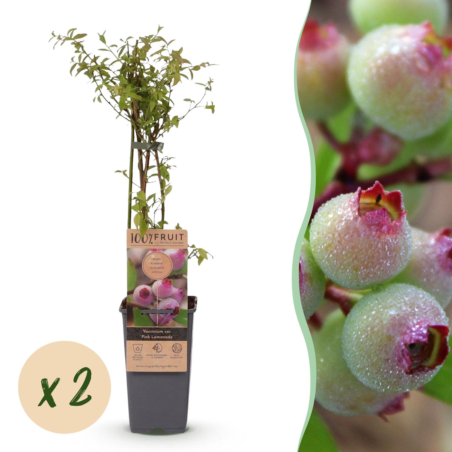 Fruit Plant - Vaccinium cor. Pink Lemonade - Pink Blueberry - Winter Hardy - Pink Berry - 2 Plants - Pot 15cm - Height 50cm