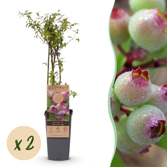 Fruit Plant - Vaccinium cor. Pink Lemonade - Pink Blueberry - Winter Hardy - Pink Berry - 2 Plants - Pot 15cm - Height 50cm