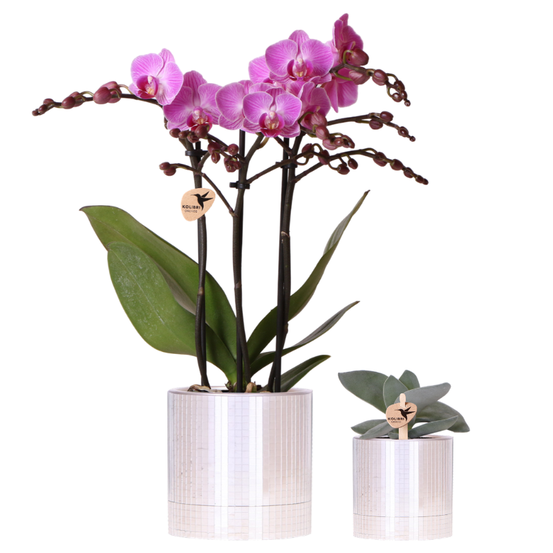 Kolibri Company | Disco Plant Set | Purple Vienna Orchid Ø9cm + Succulent incl. ceramic decorative pots