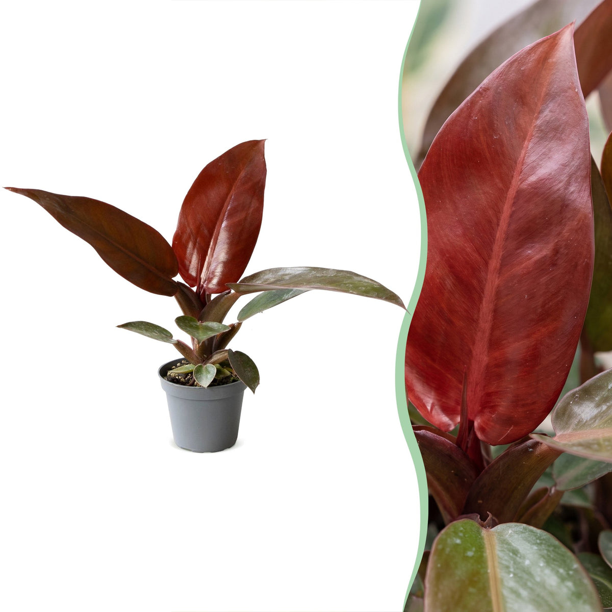 Philodendron Zonrood - Philodendron Sun Red - Groen - Rood - Roze - Tropisch - Ø6cm - ↕10cm